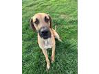 Adopt Boone the Dane a Tan/Yellow/Fawn - with Black Great Dane / Mixed dog in