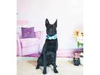 Adopt Holi a Black Labrador Retriever / Mixed dog in Castro Valley