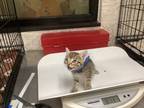 Adopt Sadie a Tan or Fawn Domestic Shorthair / Domestic Shorthair / Mixed cat in
