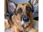 Adopt Tascha a Brown/Chocolate German Shepherd Dog / Mixed (short coat) dog in