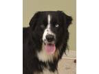 Adopt Levi a Black Australian Shepherd / Mixed dog in Hastings, NE (37963358)