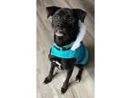 Adopt Ollie a Black Labrador Retriever / Mixed dog in Columbia, SC (37963560)