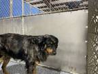 Adopt Isaiah a Black Australian Cattle Dog dog in Whiteville, NC (37963757)