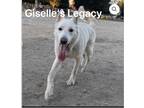 Adopt Gallagher a White German Shepherd Dog / Mixed dog in Los Angeles