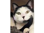 Adopt Moonrock a White Domestic Shorthair / Domestic Shorthair / Mixed cat in