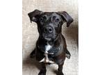 Adopt Buckley ( Shannon Myers) a Black Labrador Retriever / Mixed dog in