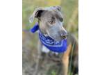 Adopt EMBER a Gray/Silver/Salt & Pepper - with White Weimaraner / German