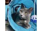 Adopt Smokey a Gray or Blue Domestic Shorthair / Mixed cat in Gibsonia