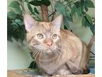 Adopt Tater Tot a Orange or Red Domestic Shorthair / Domestic Shorthair / Mixed