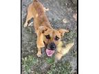 Adopt Goldie a Red/Golden/Orange/Chestnut Retriever (Unknown Type) / Mixed dog