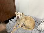 Adopt Vanessa a Tan/Yellow/Fawn Mixed Breed (Large) / Mixed dog in Covington