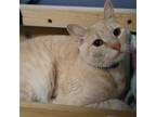 Adopt Yandel a Orange or Red Domestic Shorthair / Mixed cat in Lakeland