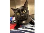 Adopt Dakota a All Black Domestic Shorthair cat in Johnstown, PA (38033091)