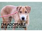 Adopt Buddy a Tan/Yellow/Fawn Mixed Breed (Large) / Mixed dog in Georgetown