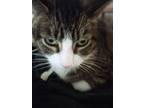 Adopt Frankie a Brown Tabby Domestic Shorthair (short coat) cat in Sterling