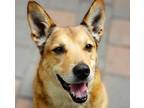 Adopt Thor a Tan/Yellow/Fawn Shepherd (Unknown Type) / Husky / Mixed dog in