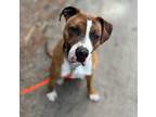 Adopt Riggs a Brown/Chocolate Boxer / Mixed Breed (Medium) / Mixed (short coat)