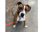 Adopt Riggs a Brown/Chocolate Boxer / Mixed dog in Toronto, ON (35582399)