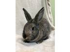 Adopt Trojan a Chocolate Other/Unknown / Lionhead / Mixed rabbit in Oak Pak