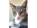 Adopt Annie a Gray, Blue or Silver Tabby Domestic Shorthair (short coat) cat in