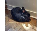 Adopt Arabella a New Zealand / Mixed rabbit in Shawnee, KS (38198568)