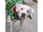 Adopt Gideon a White - with Tan, Yellow or Fawn American Pit Bull Terrier /