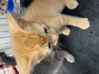 Adopt #3 a Orange or Red Domestic Shorthair / Domestic Shorthair / Mixed cat in