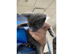 Adopt #4 a Gray or Blue Domestic Shorthair / Domestic Shorthair / Mixed cat in