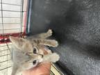 Adopt #1 a Gray or Blue Domestic Shorthair / Domestic Shorthair / Mixed cat in