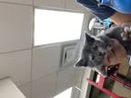 Adopt #5 a Gray or Blue Domestic Shorthair / Domestic Shorthair / Mixed cat in