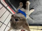 Adopt #2 a Gray or Blue Domestic Shorthair / Domestic Shorthair / Mixed cat in