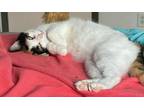 Adopt Gem a Calico or Dilute Calico Domestic Shorthair (short coat) cat in