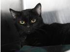 Adopt Billie (Spayed/Combo Tested) a All Black Domestic Shorthair (short coat)
