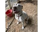 Adopt Kira a White - with Tan, Yellow or Fawn Pit Bull Terrier / Mixed dog in