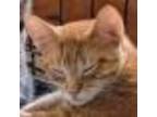 Adopt Tori a Orange or Red Domestic Shorthair / Mixed cat in Green Forest