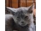 Adopt Nikki a Tortoiseshell Domestic Shorthair / Mixed cat in Green Forest