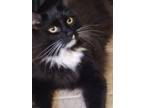 Adopt Furball !!! a Black & White or Tuxedo Maine Coon (medium coat) cat in San