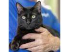 Adopt Theodore a All Black Domestic Shorthair (short coat) cat in Houston