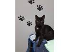 Adopt Starlight a All Black Domestic Shorthair (short coat) cat in Circleville