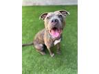 Adopt Pittie Pattie a Gray/Blue/Silver/Salt & Pepper American Pit Bull Terrier /