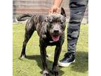 Adopt Sienna a Black Basenji / Mixed dog in St. Thomas, VI (36057580)