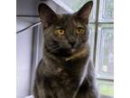Adopt Sara a Tortoiseshell Domestic Shorthair / Mixed cat in Huntsville