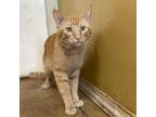 Adopt Squirrely a Orange or Red Domestic Shorthair / Mixed cat in Wadena