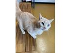 Adopt Sammy a Orange or Red Domestic Shorthair / Domestic Shorthair / Mixed cat