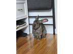 Adopt Manuel a Chocolate Other/Unknown / Other/Unknown / Mixed rabbit in
