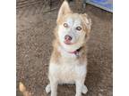 Adopt Koda a Husky / Mixed dog in Stephenville, TX (38115693)