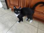 Adopt Simone a Black & White or Tuxedo Domestic Shorthair cat in Smyrna