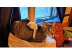 Adopt Jeanne a Brown Tabby American Shorthair (short coat) cat in Raytown