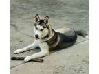 Adopt Blizz a Black - with Gray or Silver Siberian Husky / Mixed dog in Winter
