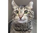 Adopt Milton a Gray or Blue Domestic Shorthair / Domestic Shorthair / Mixed cat